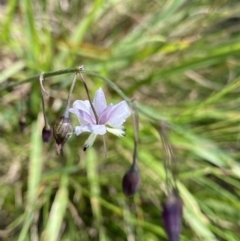 Arthropodium milleflorum at Kosciuszko National Park, NSW - 22 Jan 2022