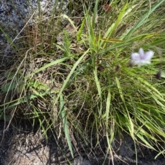 Arthropodium milleflorum at Kosciuszko National Park, NSW - 22 Jan 2022 11:38 AM