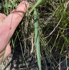 Arthropodium milleflorum at Kosciuszko National Park, NSW - 22 Jan 2022 11:38 AM