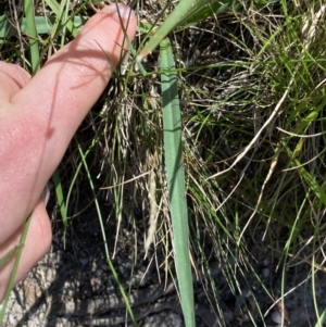 Arthropodium milleflorum at Kosciuszko National Park, NSW - 22 Jan 2022