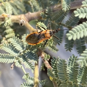 Gminatus australis at Jindabyne, NSW - 22 Jan 2022