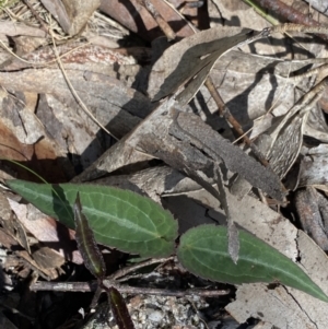 Clematis aristata at Jindabyne, NSW - 22 Jan 2022