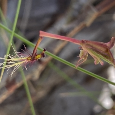 Thynninorchis huntianus (Common Elbow Orchid) at Jindabyne, NSW - 22 Jan 2022 by Ned_Johnston