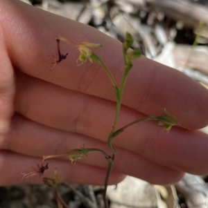 Thynninorchis huntianus at suppressed - 22 Jan 2022