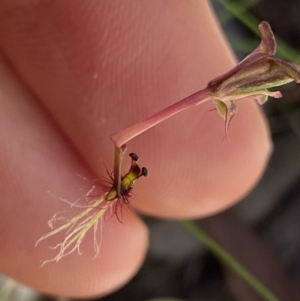 Thynninorchis huntianus at suppressed - 22 Jan 2022