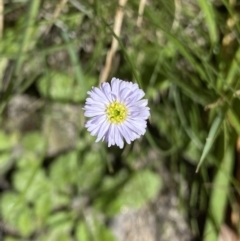 Lagenophora stipitata (Common Lagenophora) at Jindabyne, NSW - 22 Jan 2022 by NedJohnston