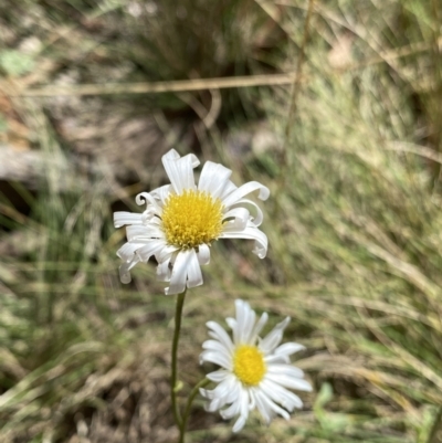 Brachyscome aculeata (Hill Daisy) at Jindabyne, NSW - 22 Jan 2022 by NedJohnston