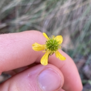 Ranunculus scapiger at Jindabyne, NSW - 22 Jan 2022