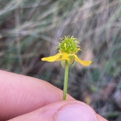 Ranunculus scapiger at Jindabyne, NSW - 22 Jan 2022