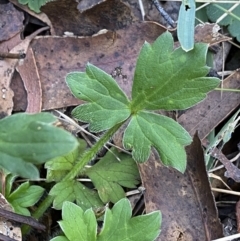 Ranunculus scapiger at Jindabyne, NSW - 22 Jan 2022