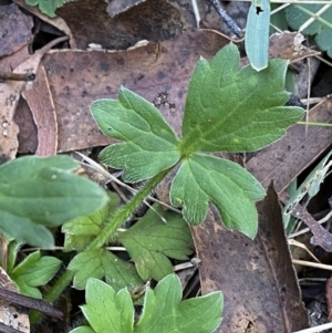 Ranunculus scapiger at Jindabyne, NSW - 22 Jan 2022