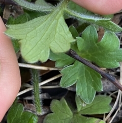 Ranunculus scapiger at Jindabyne, NSW - 22 Jan 2022