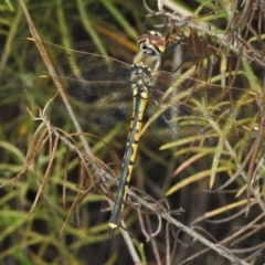 Hemicordulia tau (Tau Emerald) at Tennent, ACT - 7 Feb 2022 by JohnBundock