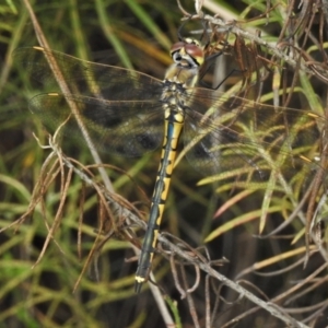 Hemicordulia tau at Namadgi National Park - 7 Feb 2022