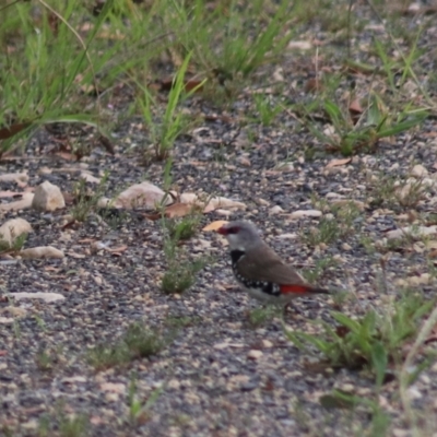 Stagonopleura guttata (Diamond Firetail) at Towrang, NSW - 7 Feb 2022 by Rixon