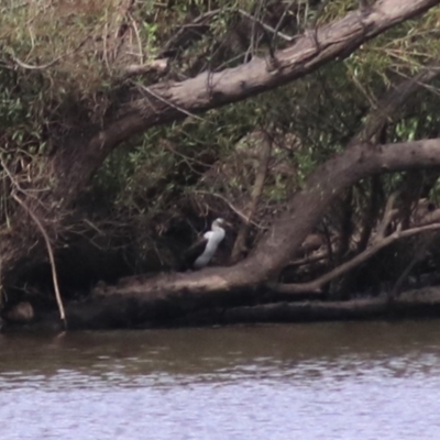 Microcarbo melanoleucos (Little Pied Cormorant) at Towrang, NSW - 7 Feb 2022 by Rixon