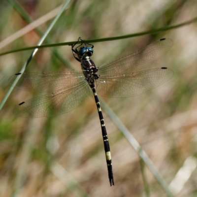 Parasynthemis regina (Royal Tigertail) at Forde, ACT - 8 Feb 2022 by DPRees125