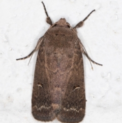 Proteuxoa hypochalchis (Black-bar Noctuid) at Melba, ACT - 6 Dec 2021 by kasiaaus