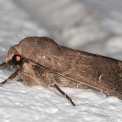 Proteuxoa hypochalchis at Melba, ACT - 6 Dec 2021