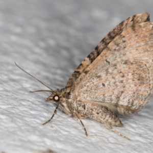 Epyaxa (genus) at Melba, ACT - 6 Dec 2021 08:21 PM