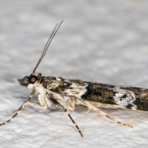 Eudonia protorthra at Melba, ACT - 6 Dec 2021