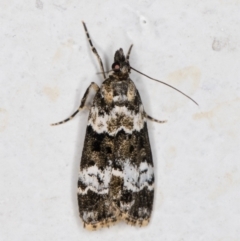 Eudonia protorthra at Melba, ACT - 6 Dec 2021