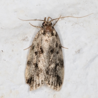 Barea (genus) (A concealer moth) at Melba, ACT - 6 Dec 2021 by kasiaaus