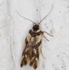 Macrobathra aphristis (A Gelechioid moth) at Melba, ACT - 6 Dec 2021 by kasiaaus