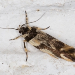 Macrobathra aphristis at Melba, ACT - 6 Dec 2021