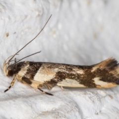 Macrobathra aphristis at Melba, ACT - 6 Dec 2021