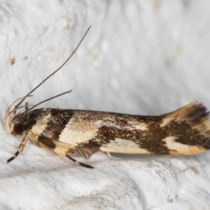 Macrobathra aphristis at Melba, ACT - 6 Dec 2021