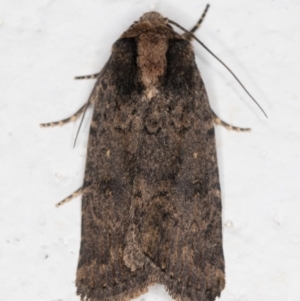 Proteuxoa provisional species 3 at Melba, ACT - 6 Dec 2021 10:54 PM