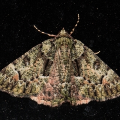Aeolochroma metarhodata (Tea-tree Emerald (Geometrinae)) at Melba, ACT - 6 Dec 2021 by kasiaaus