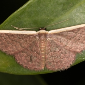 Idaea inversata at Melba, ACT - 7 Dec 2021