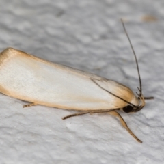 Xylorycta assimilis (A Xyloryctid moth) at Melba, ACT - 7 Dec 2021 by kasiaaus