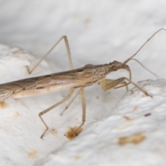 Nabis sp. (genus) (Damsel bug) at Melba, ACT - 7 Dec 2021 by kasiaaus