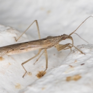 Nabis sp. (genus) at Melba, ACT - 7 Dec 2021