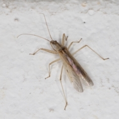 Nabis sp. (genus) at Melba, ACT - 7 Dec 2021