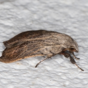 Tortricopsis pyroptis at Melba, ACT - 7 Dec 2021