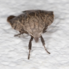 Tortricopsis pyroptis at Melba, ACT - 7 Dec 2021