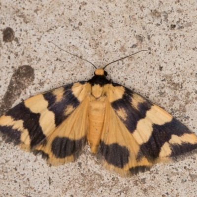 Termessa zonophanes (Double Yellow-patched Footman) at Melba, ACT - 7 Dec 2021 by kasiaaus