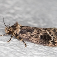 Barea consignatella (A concealer moth) at Melba, ACT - 7 Dec 2021 by kasiaaus