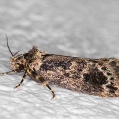 Barea consignatella (A concealer moth) at Melba, ACT - 7 Dec 2021 by kasiaaus