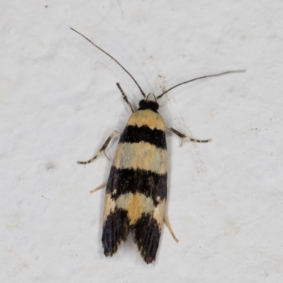 Lichenaula arisema (A Xyloryctine moth) at Melba, ACT - 7 Dec 2021 by kasiaaus