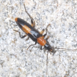 Copidita sloanei at Paddys River, ACT - 3 Feb 2022 10:55 AM