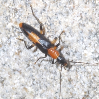 Copidita sloanei (A false blister beetle) at Paddys River, ACT - 2 Feb 2022 by Harrisi