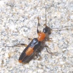 Copidita sloanei at Paddys River, ACT - 3 Feb 2022 10:55 AM