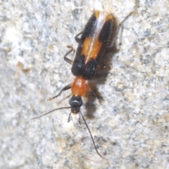 Copidita sloanei at Paddys River, ACT - 3 Feb 2022 10:55 AM