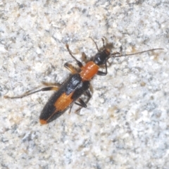 Copidita sloanei at Paddys River, ACT - 3 Feb 2022 10:55 AM