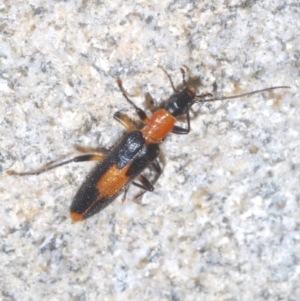 Copidita sloanei at Paddys River, ACT - 3 Feb 2022 10:55 AM